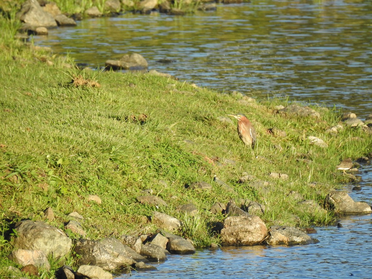 Green Heron - ML647383963