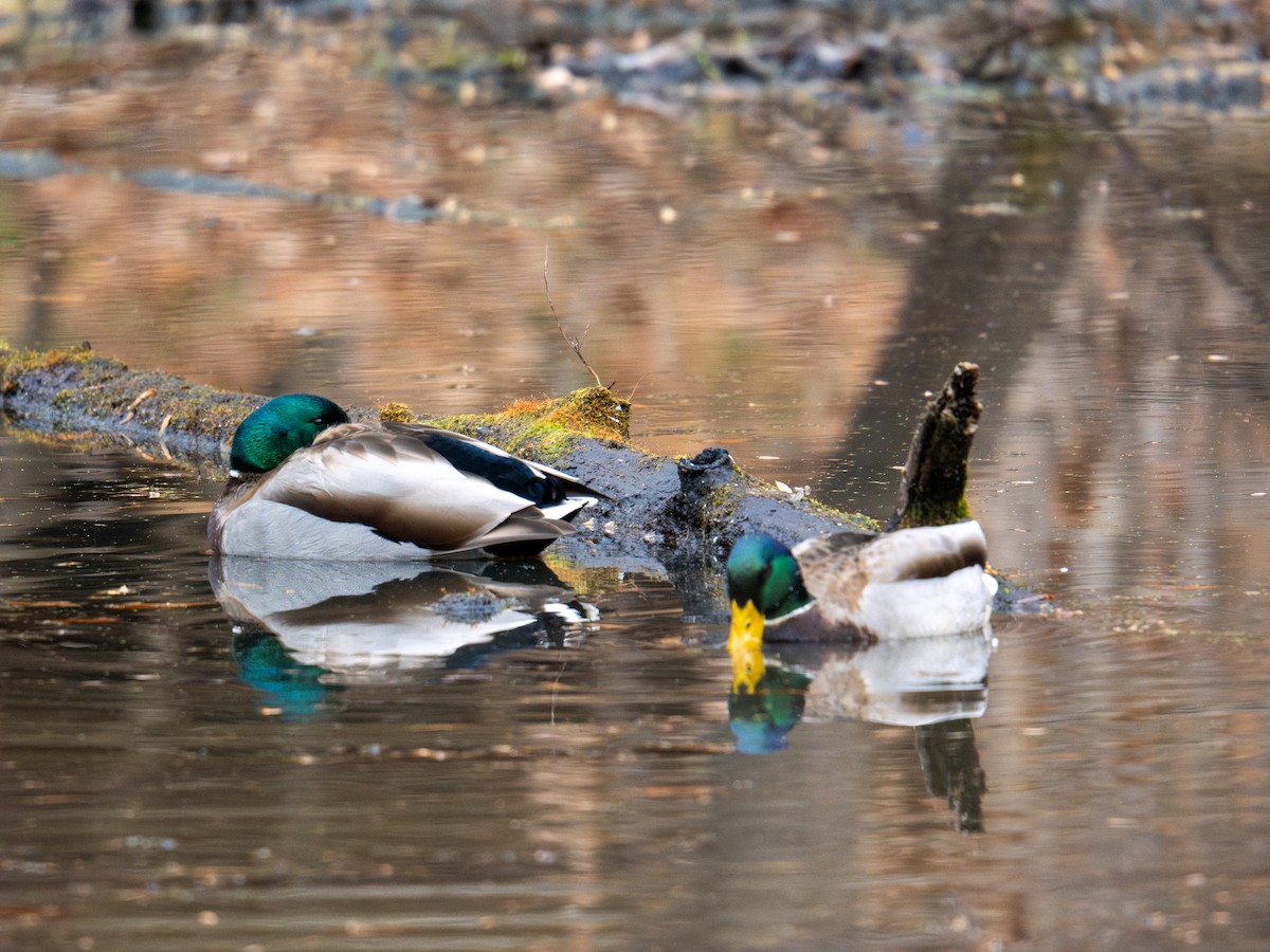 Mallard - ML647383964