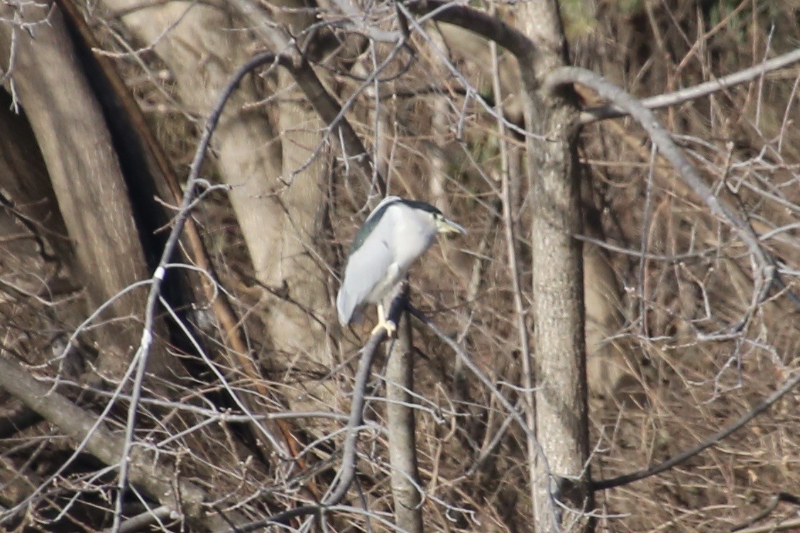 Black-crowned Night Heron - ML647383965