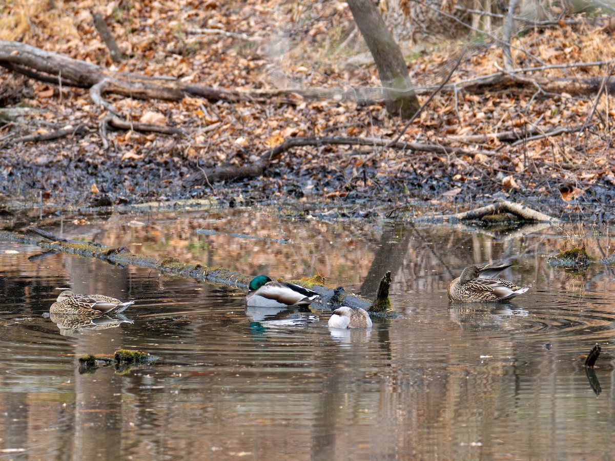 Mallard - ML647383966