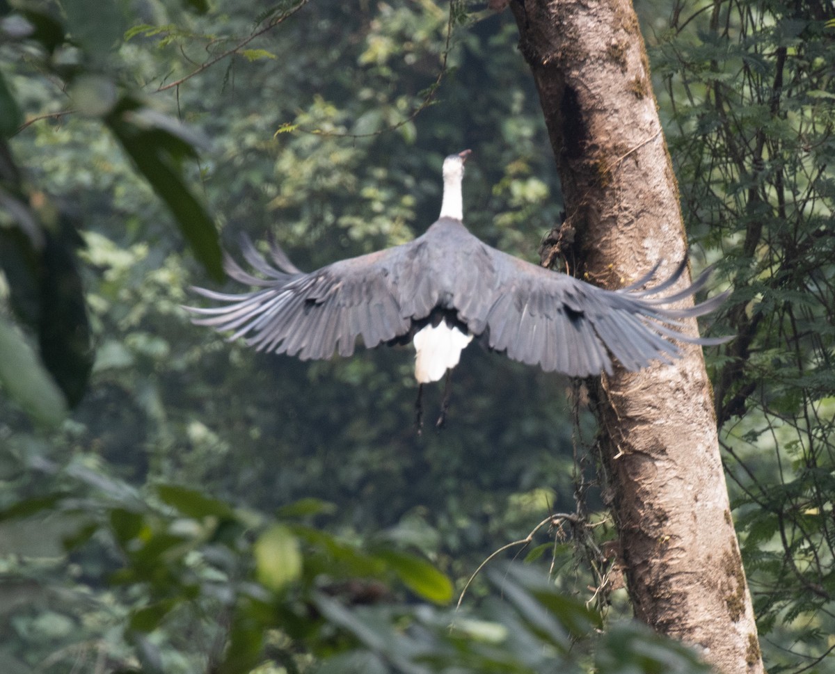 African Woolly-necked Stork - ML647383967