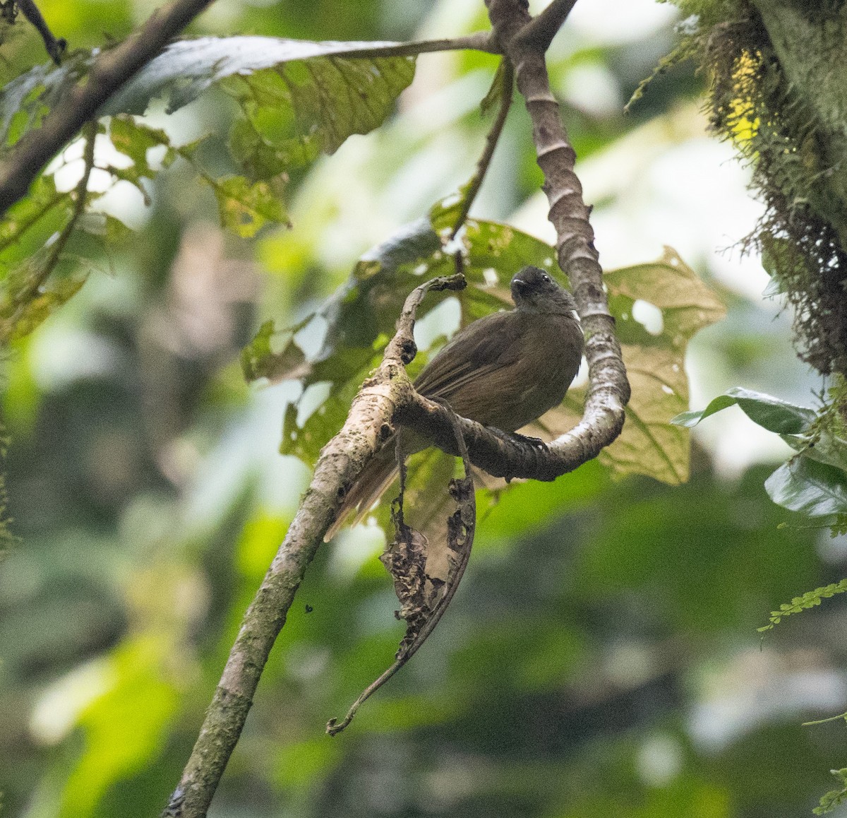 Ansorge's Greenbul - ML647383968