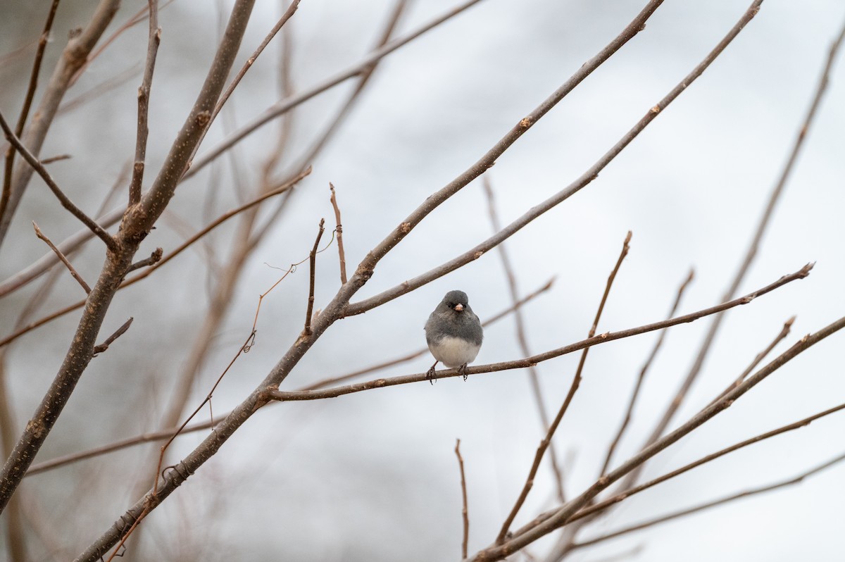 Dark-eyed Junco - ML647383969