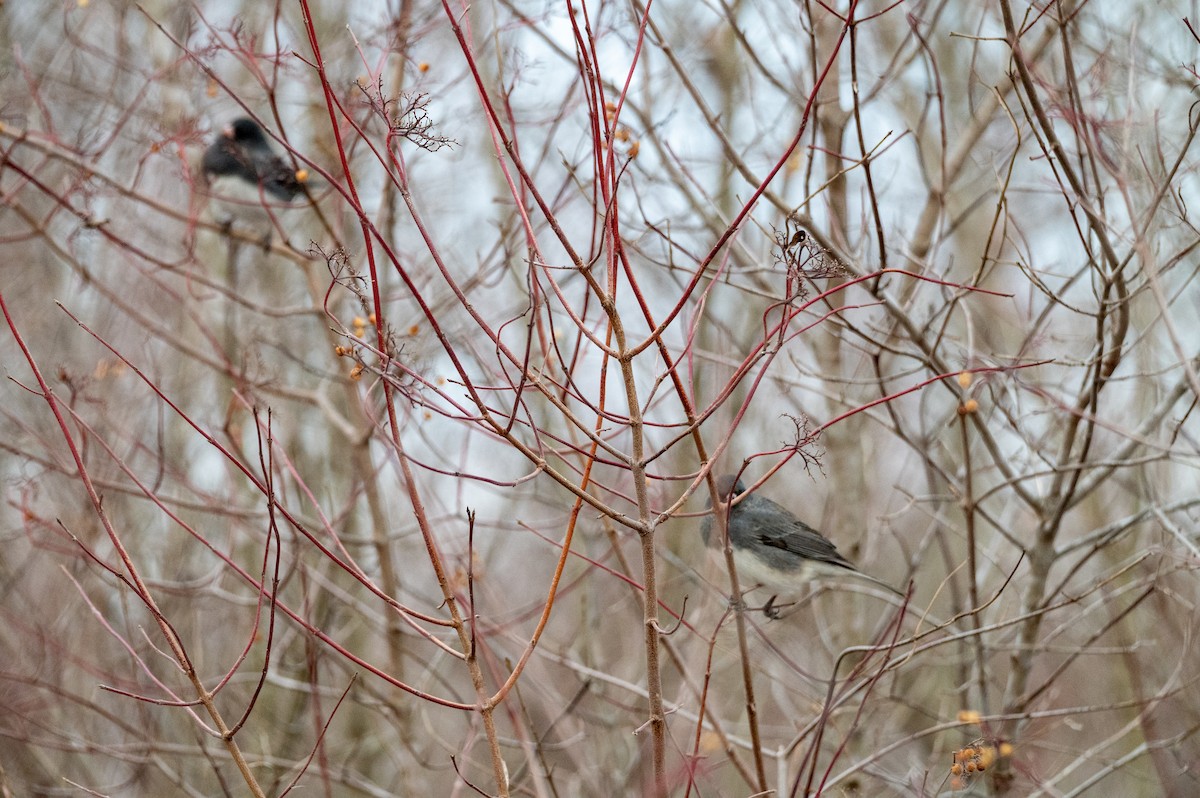 Dark-eyed Junco - ML647383970