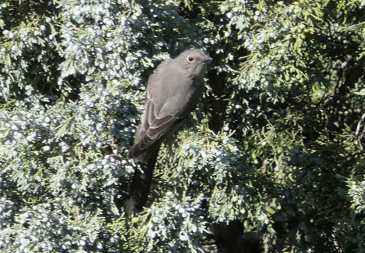 Townsend's Solitaire - ML647383974