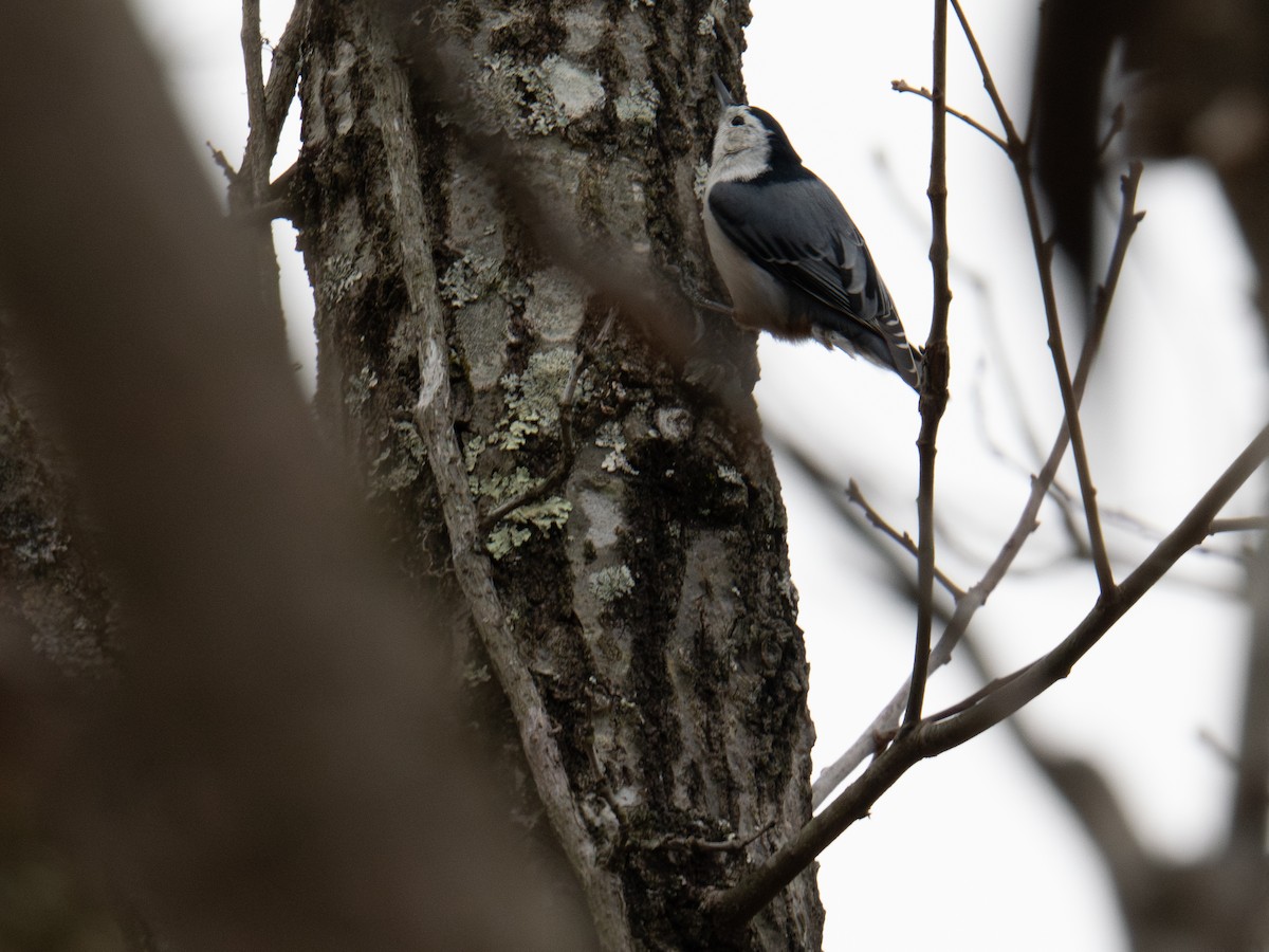 White-breasted Nuthatch - ML647383975