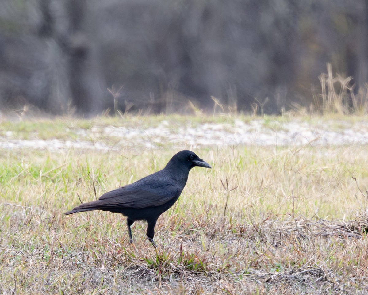 American Crow - ML647383976