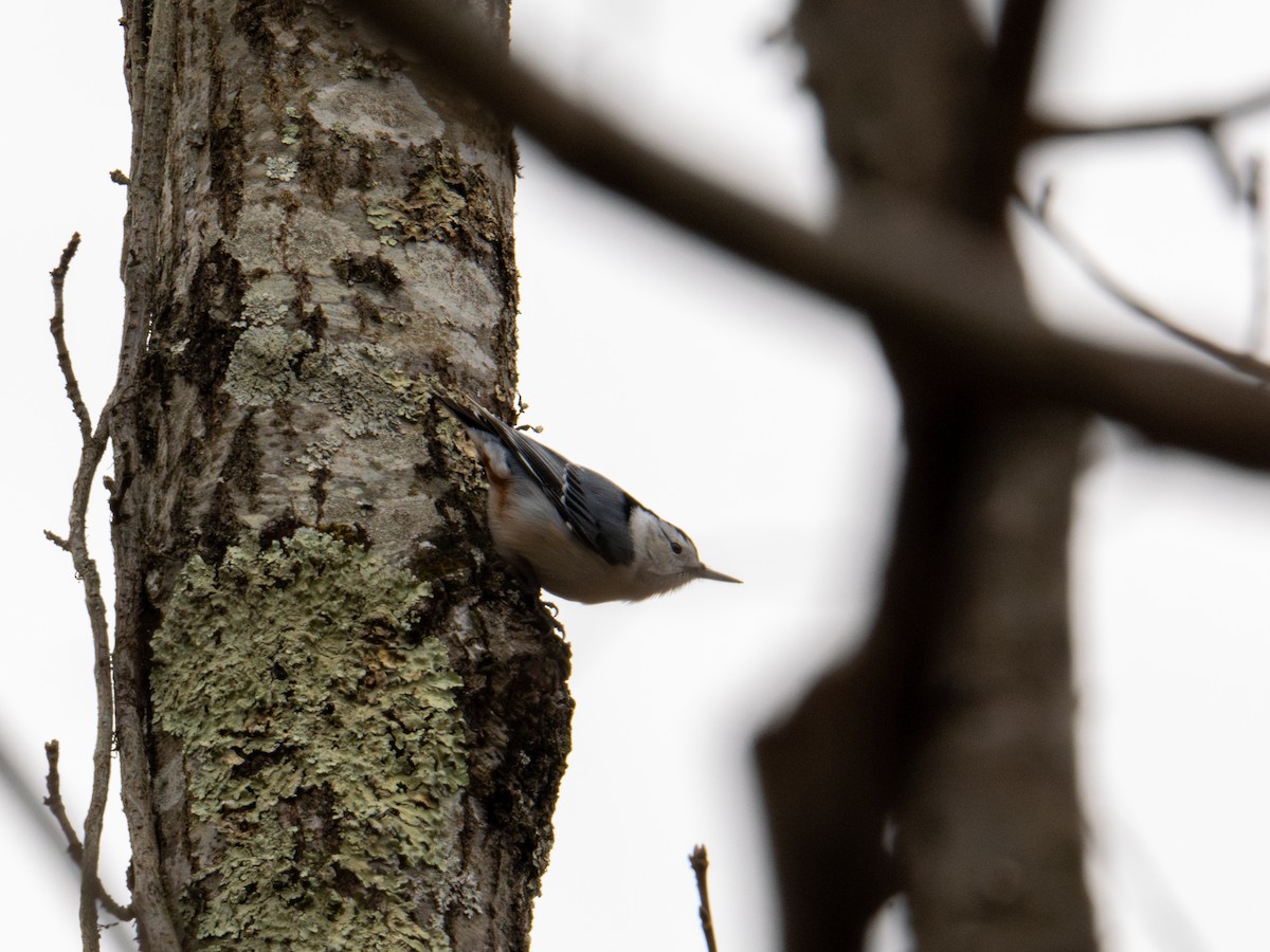 White-breasted Nuthatch - ML647383977