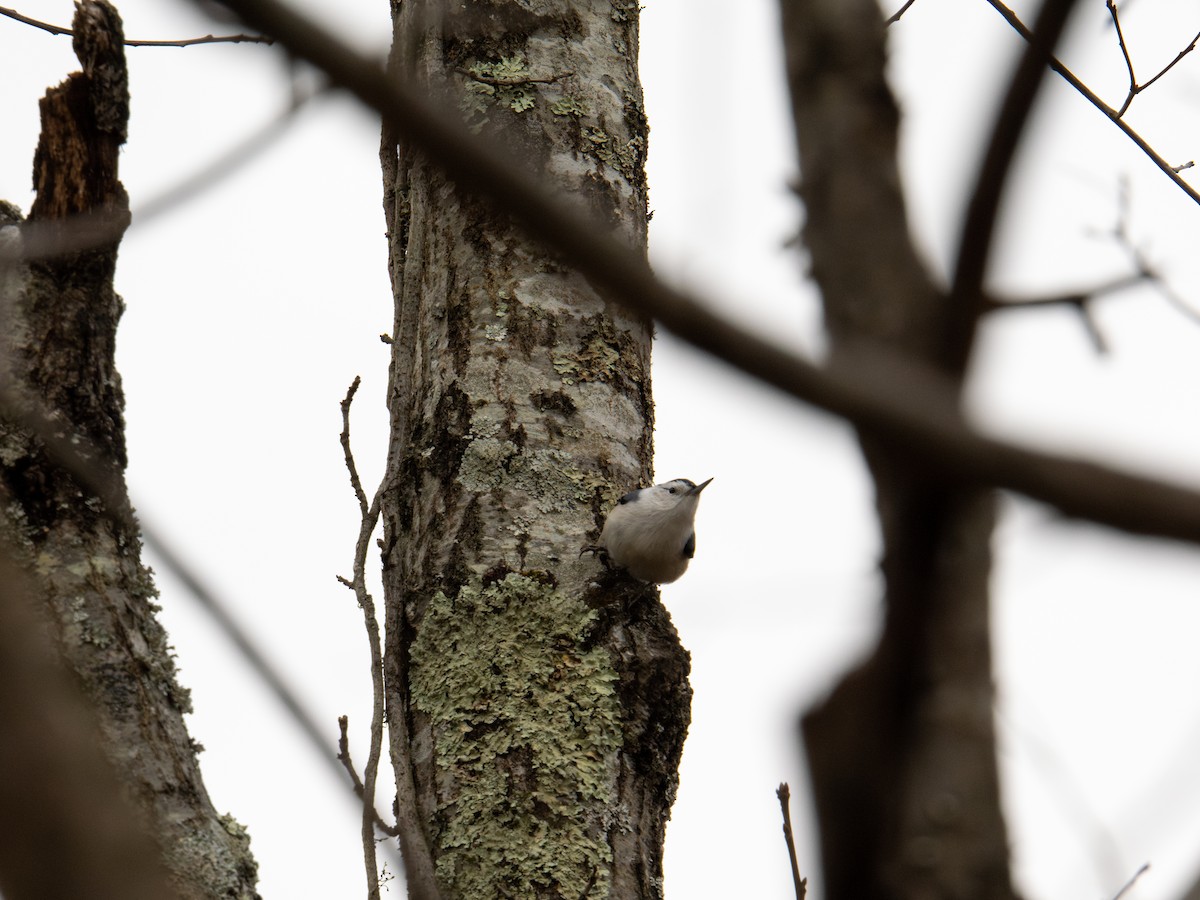 White-breasted Nuthatch - ML647383978