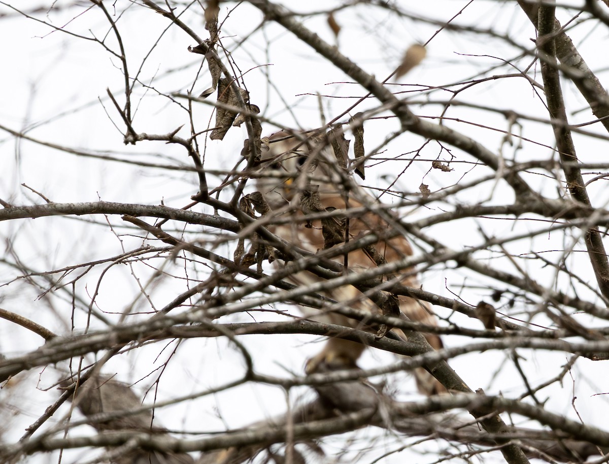 Barred Owl - ML647383980