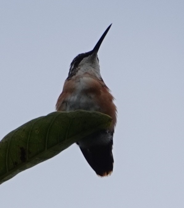 White-bellied Woodstar - ML647383982