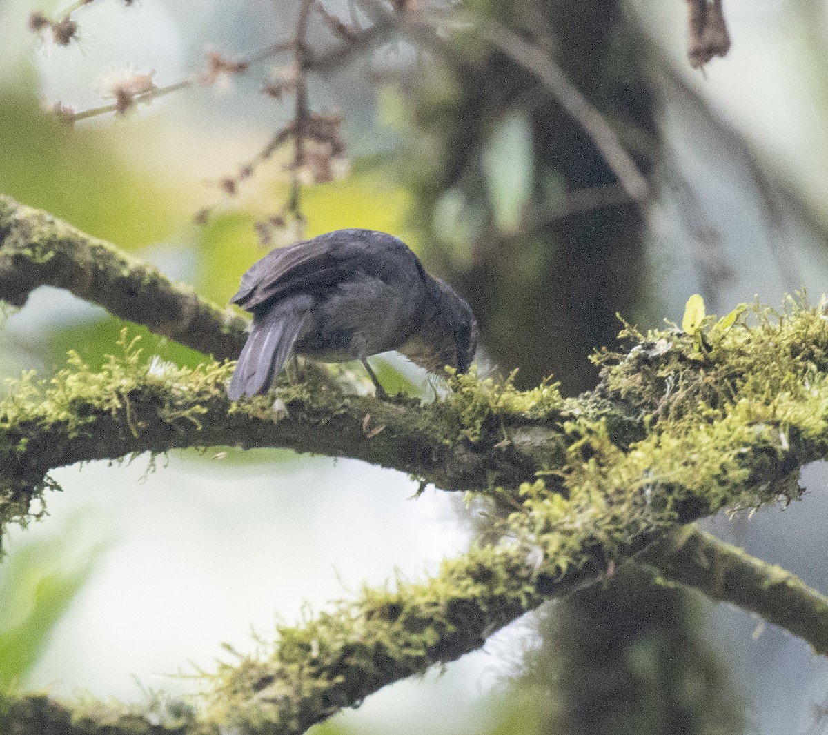Dusky-blue Flycatcher - ML647383983