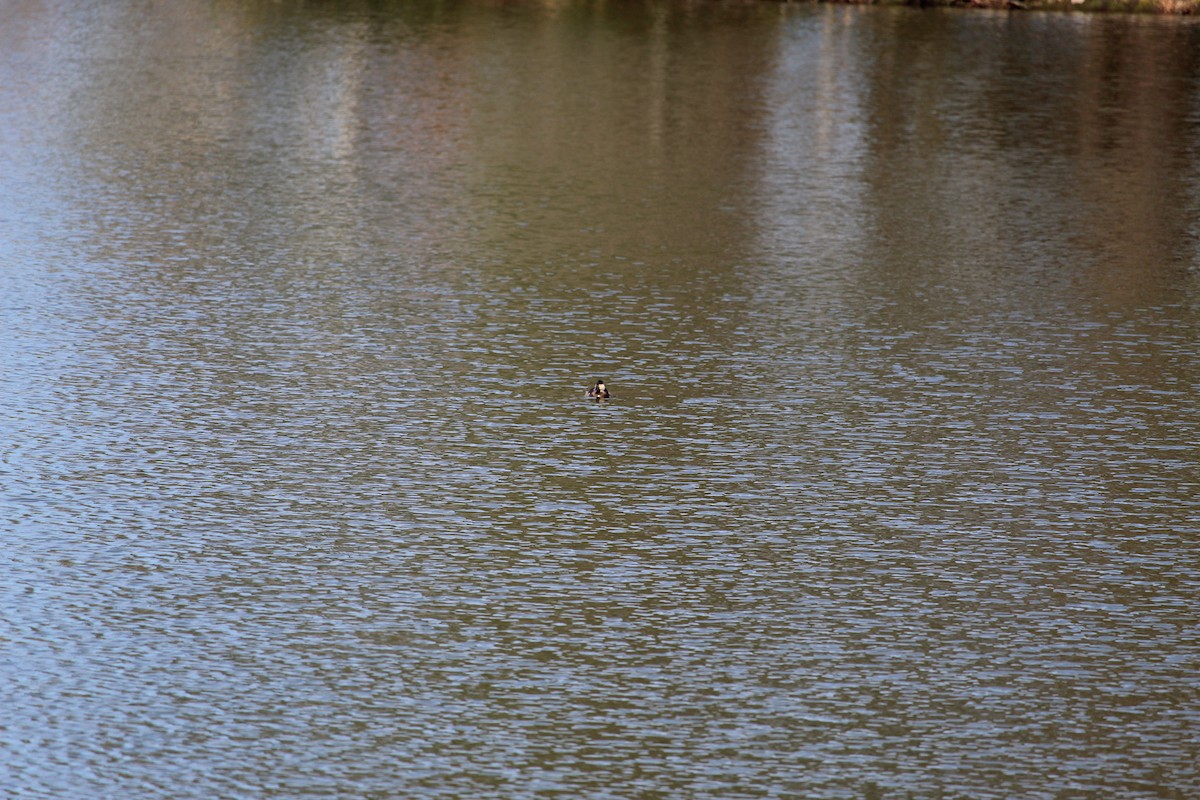 Schwarzkopf-Ruderente - ML647383985