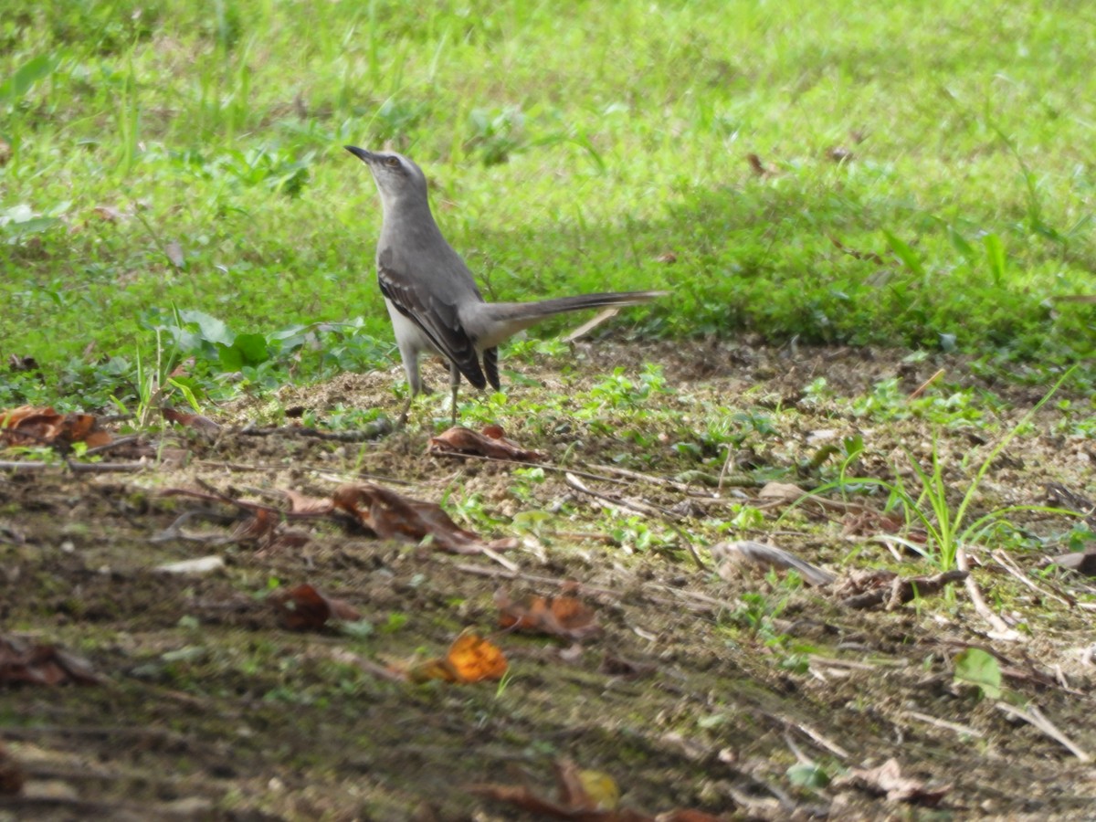 Tropikal Taklitçi - ML647383987