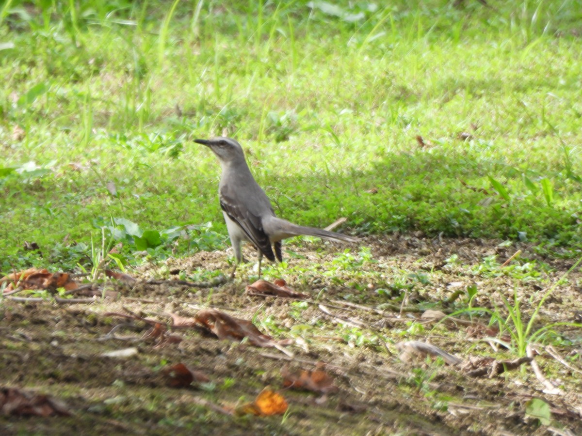 Tropikal Taklitçi - ML647383988