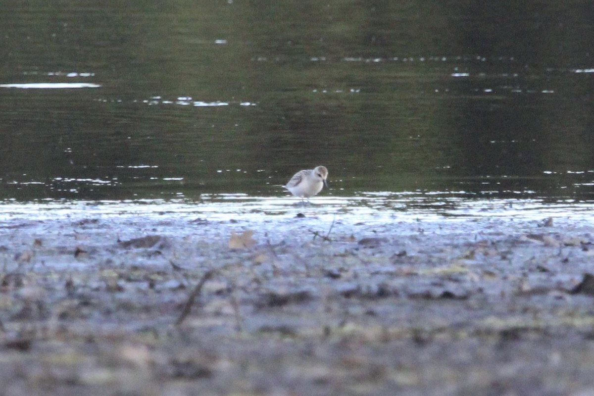 Semipalmated Sandpiper - ML647383993