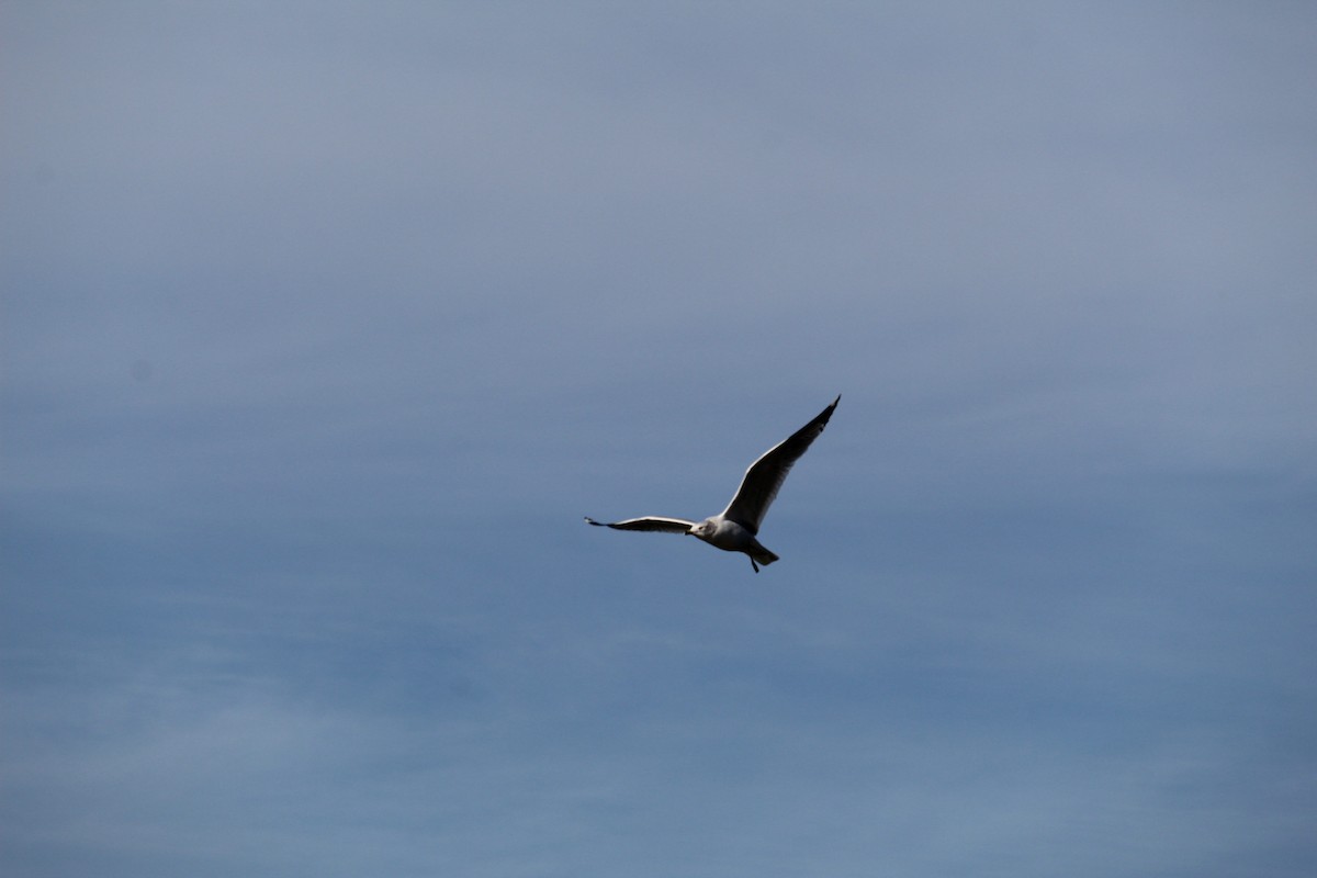 Ringschnabelmöwe - ML647384000