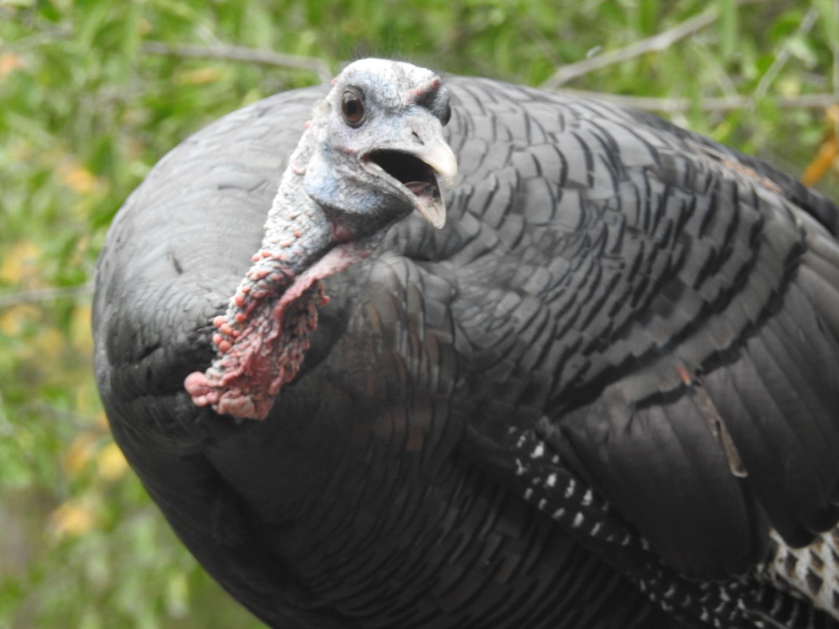 Wild Turkey - ML647384014
