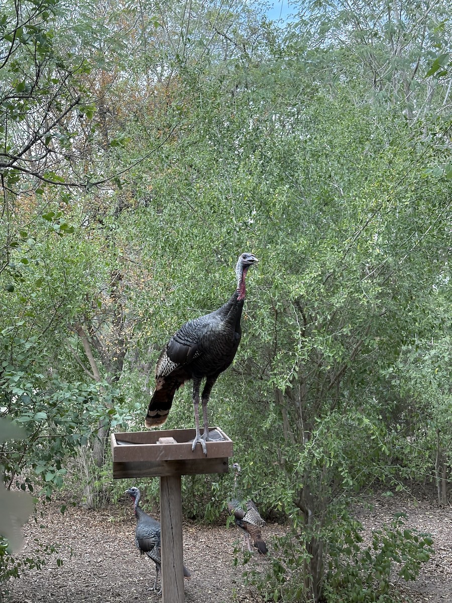 Wild Turkey - ML647384015