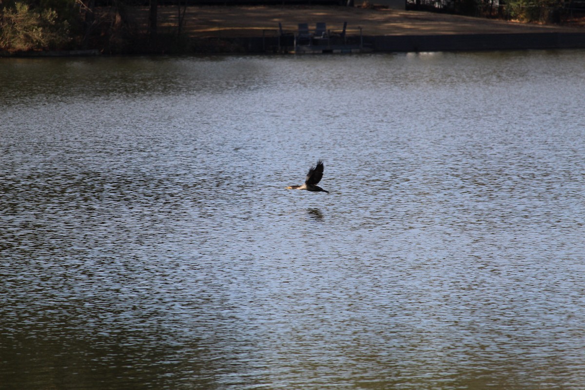 Ohrenscharbe - ML647384019