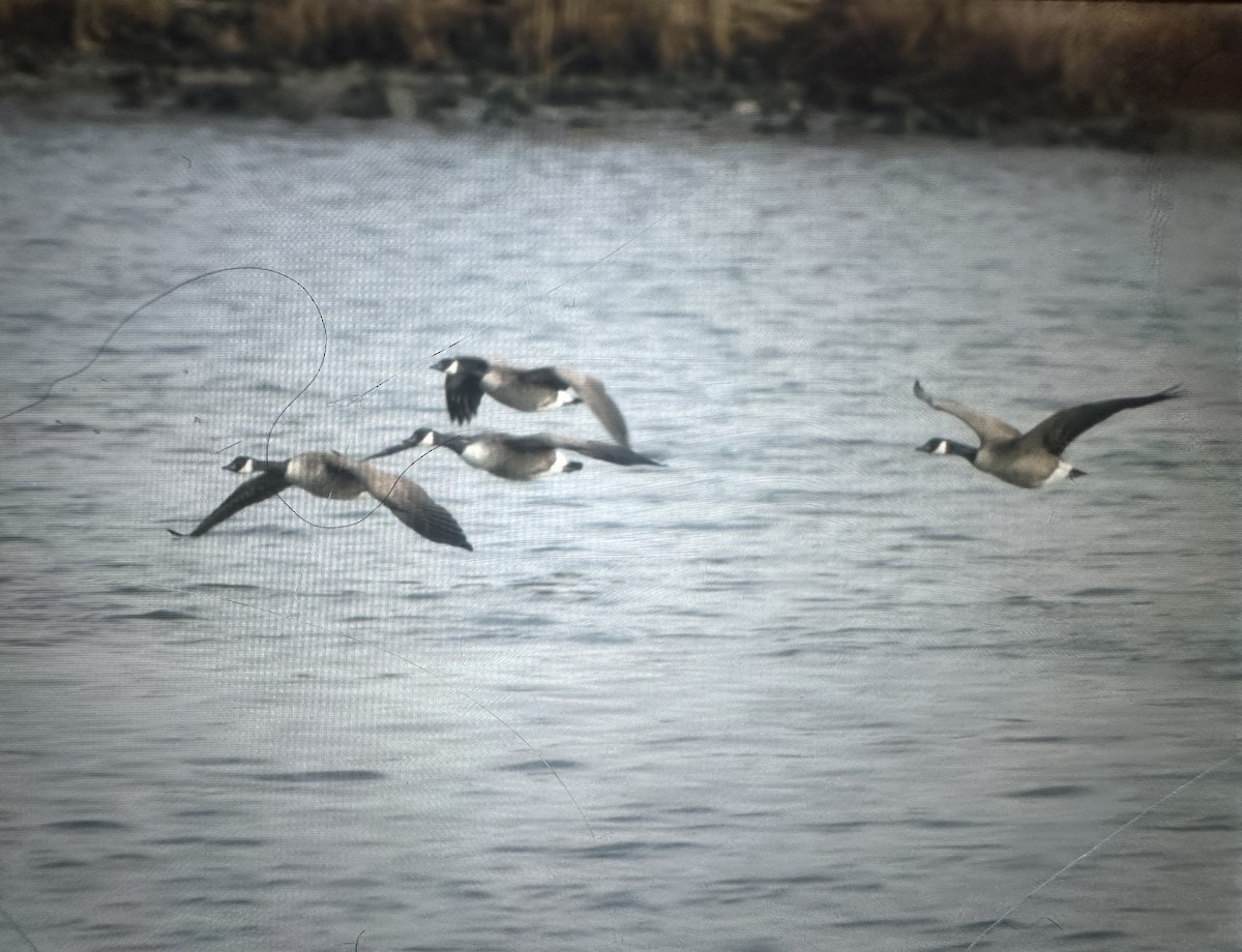 Canada Goose - ML647384022