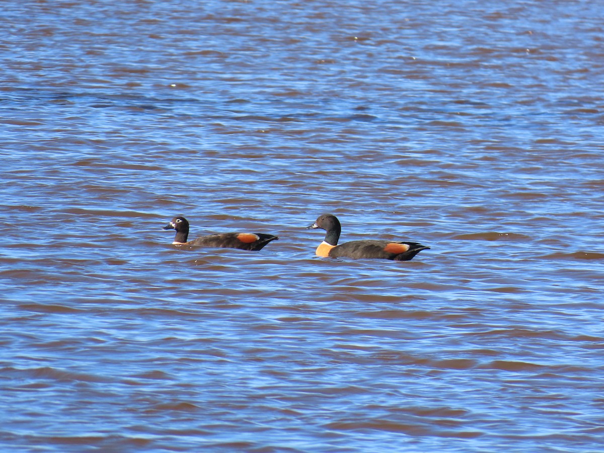 Australian Shelduck - ML647384024