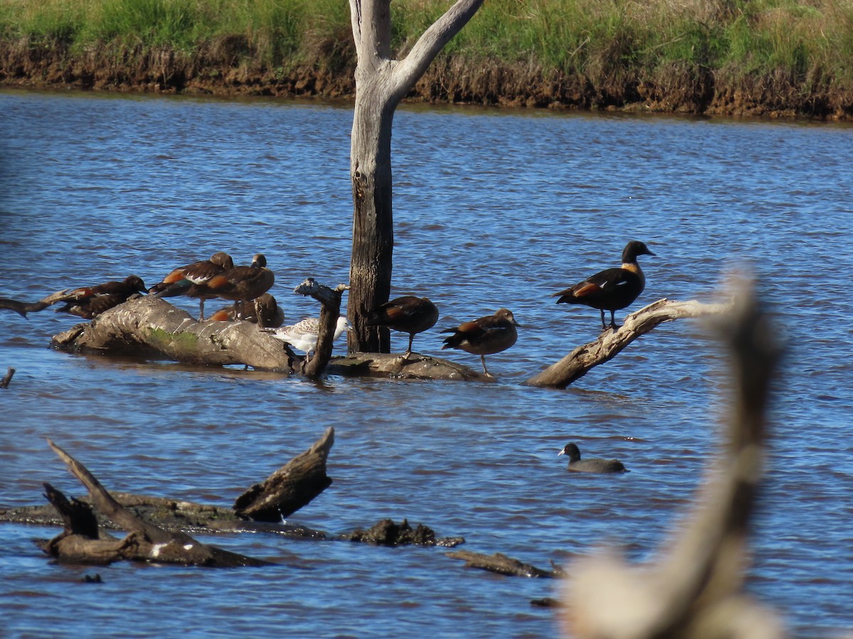 Australian Shelduck - ML647384025