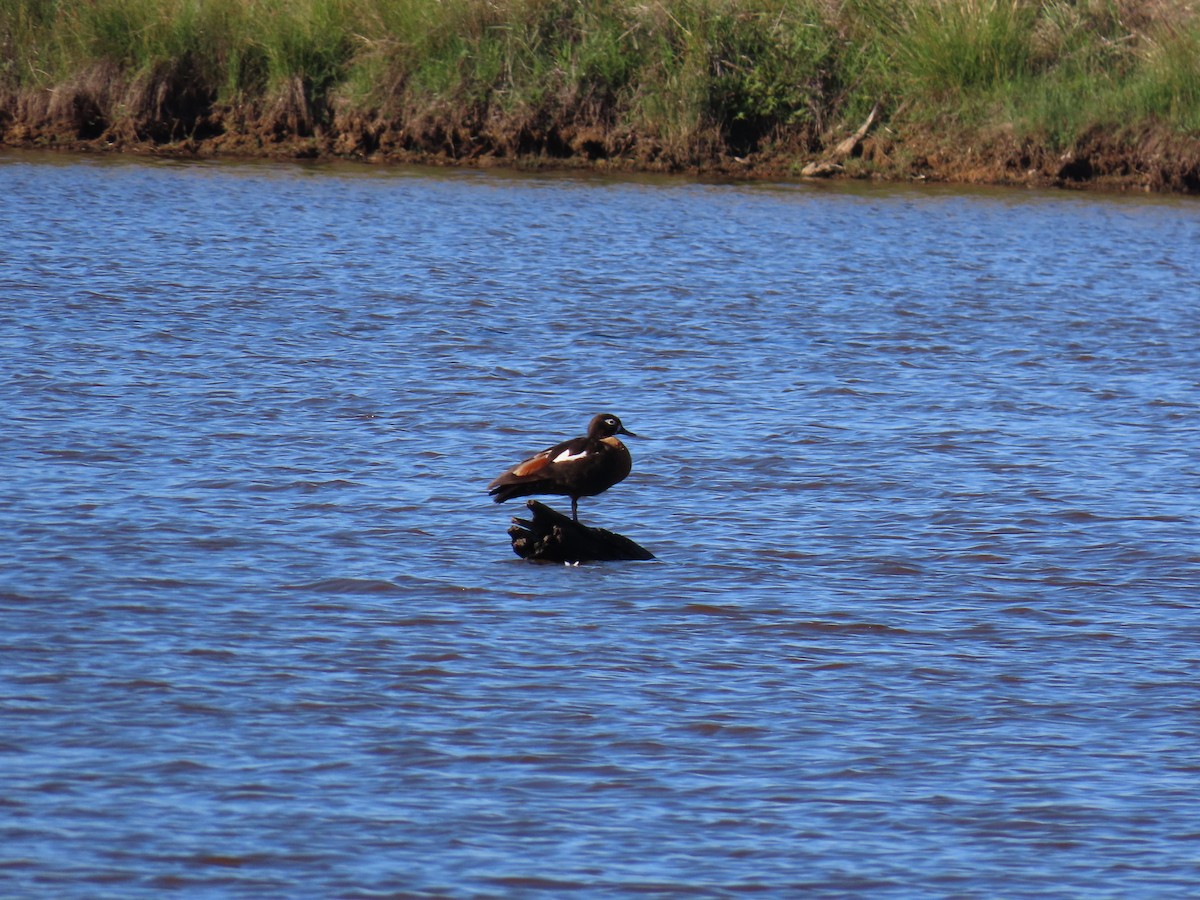 Australian Shelduck - ML647384026