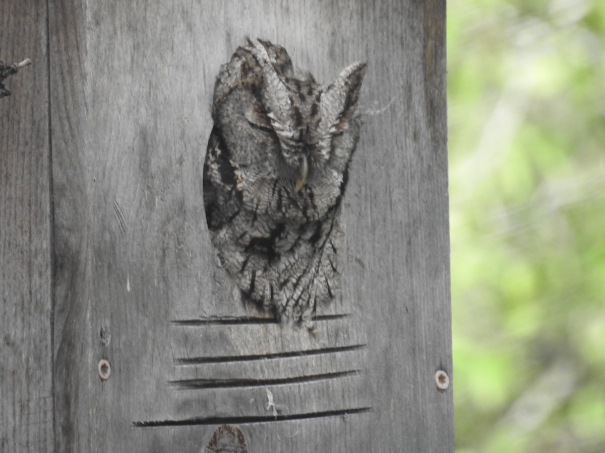 Eastern Screech-Owl - ML647384034