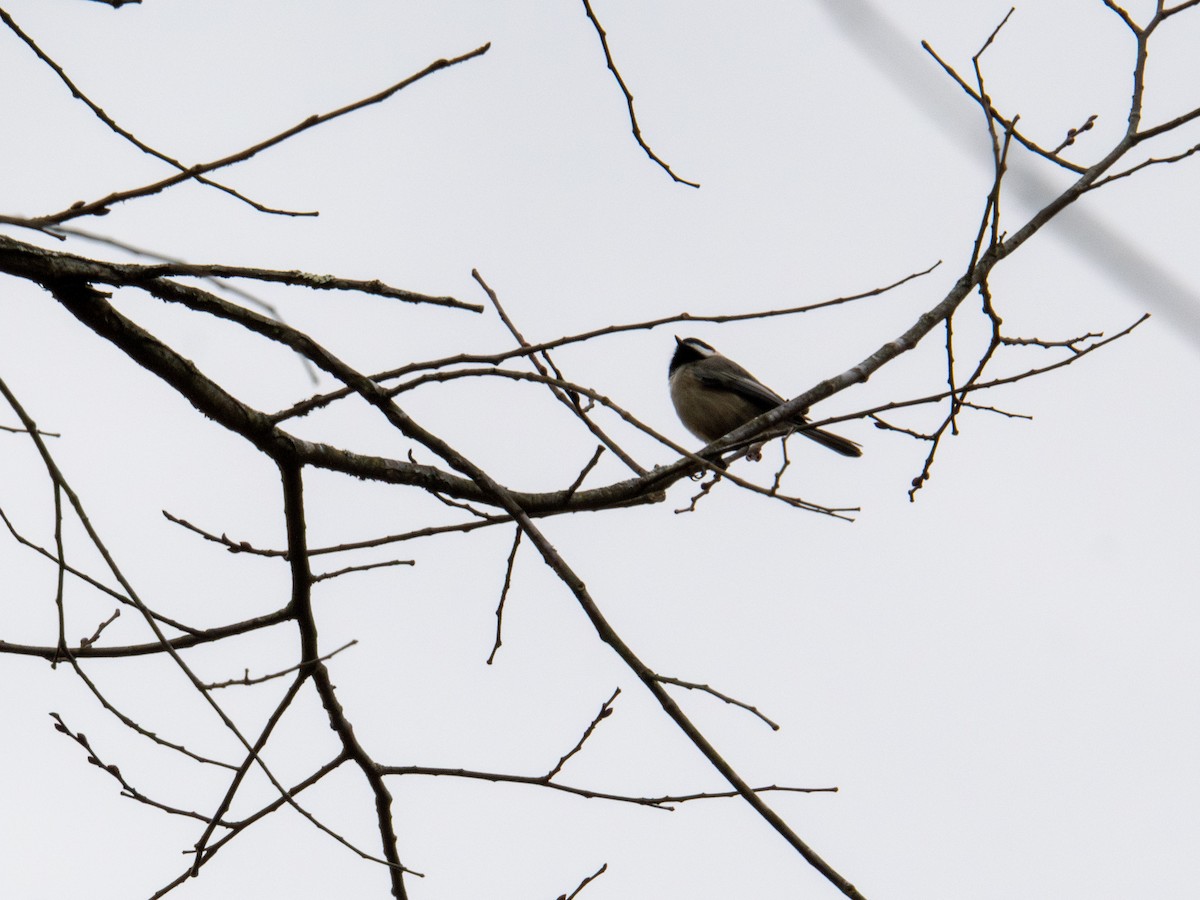 Carolina Chickadee - ML647384035
