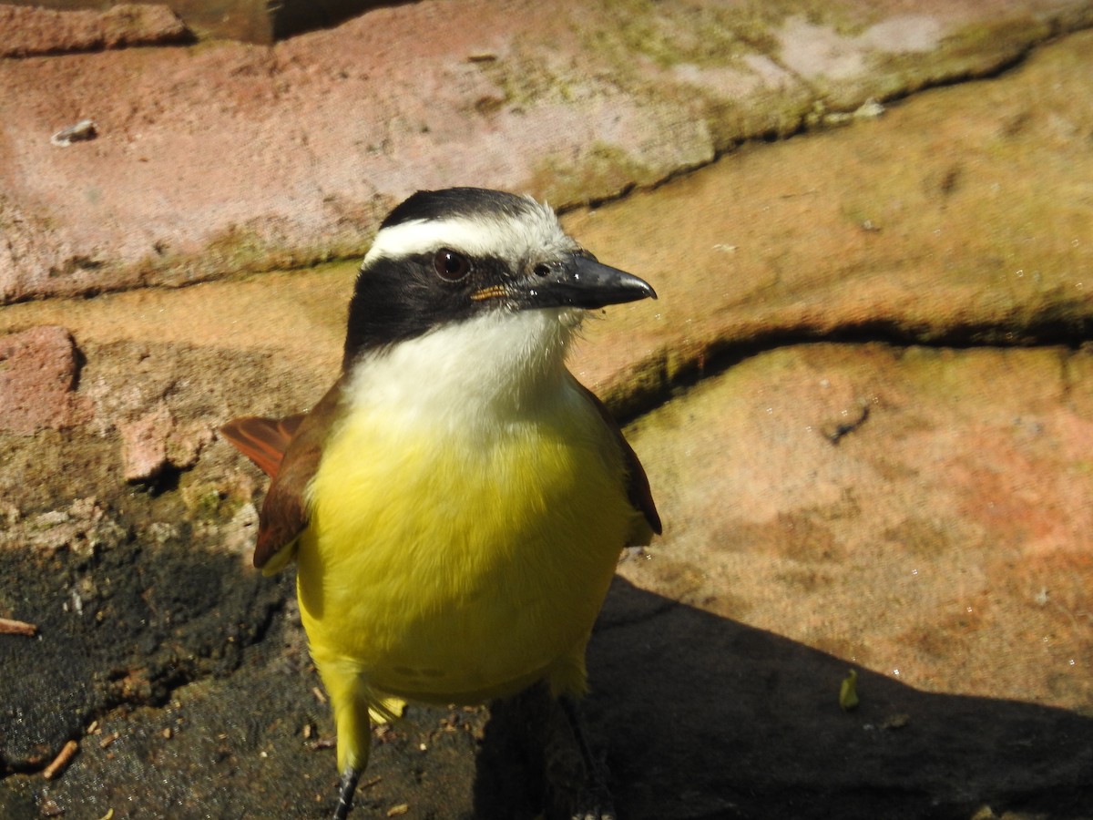 Great Kiskadee - ML647384046