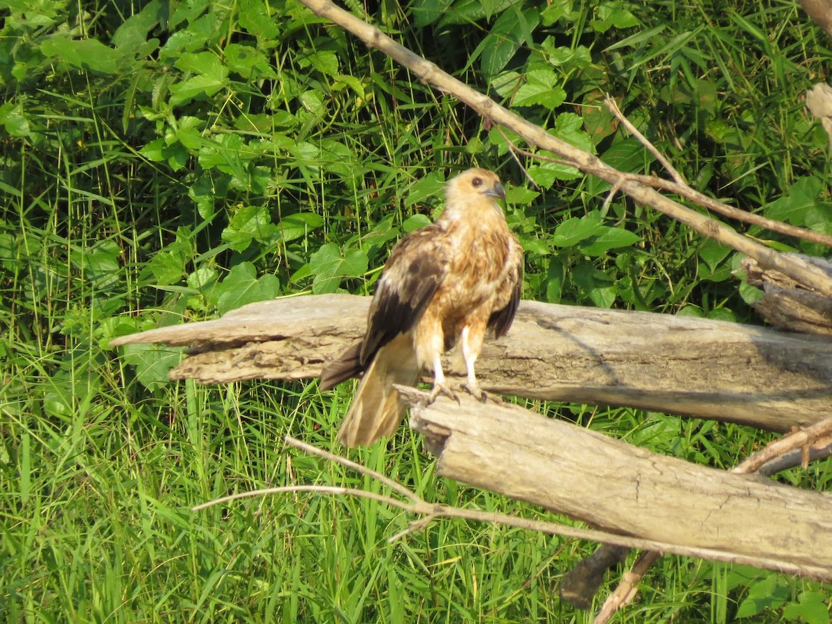 Лунь папуанський - ML647384050