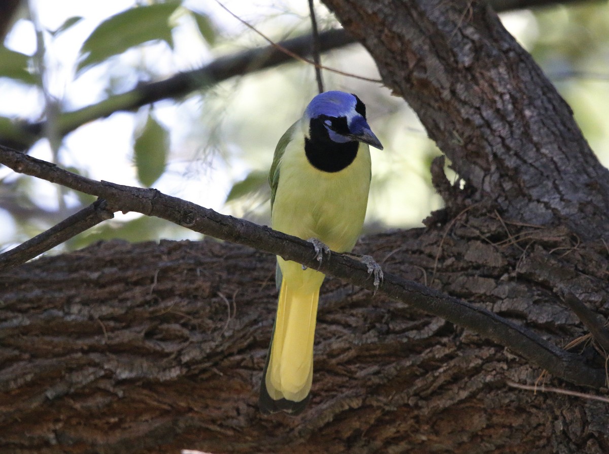 Geai vert - ML647384056