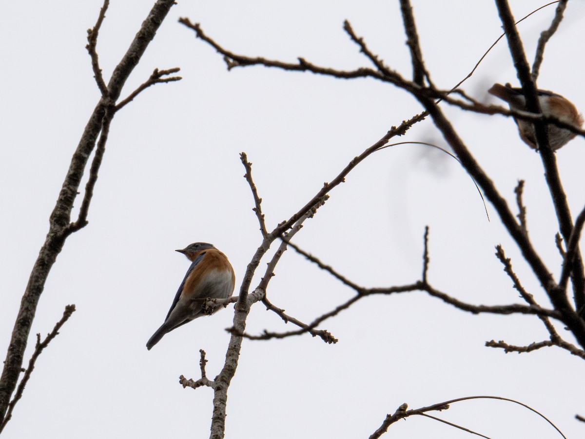 Eastern Bluebird - ML647384066