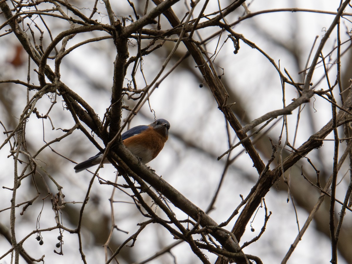 Eastern Bluebird - ML647384067