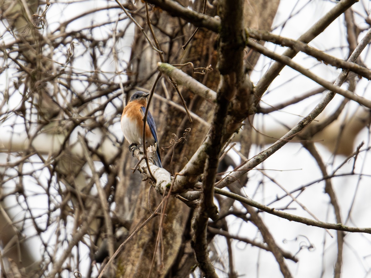 Eastern Bluebird - ML647384071