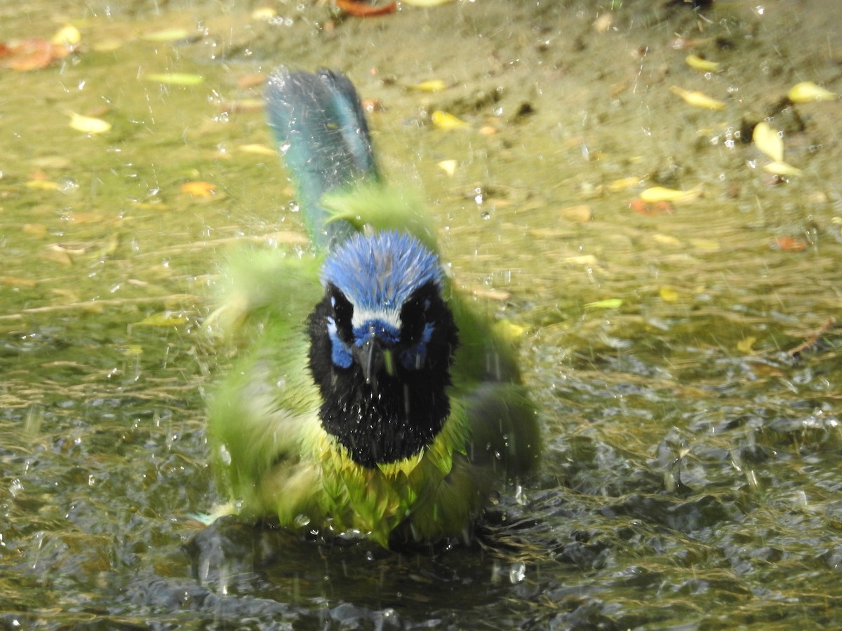 Geai vert - ML647384075