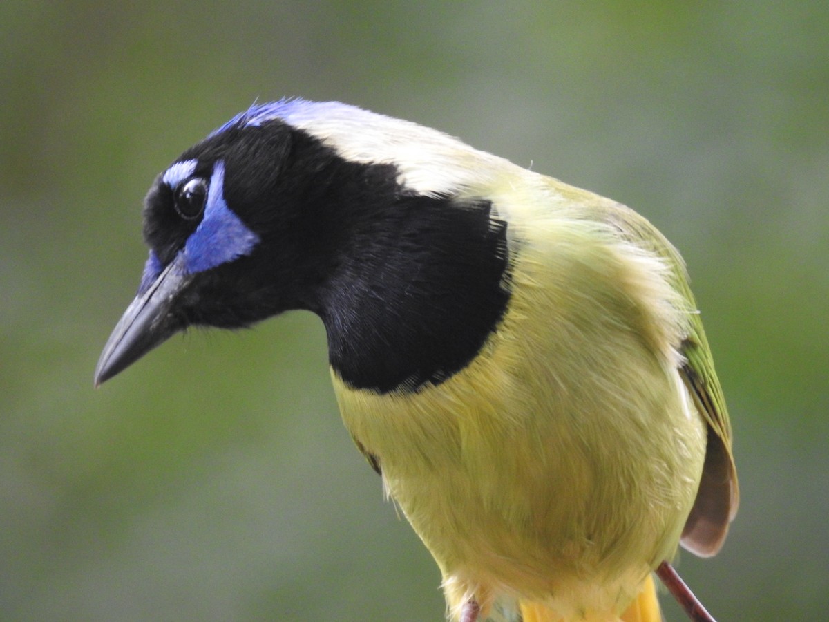 Geai vert - ML647384076