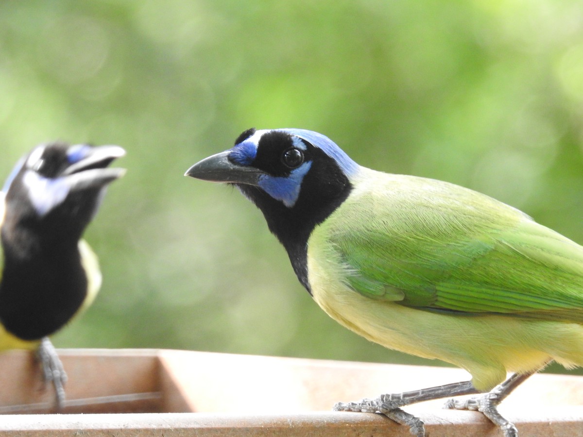 Geai vert - ML647384077