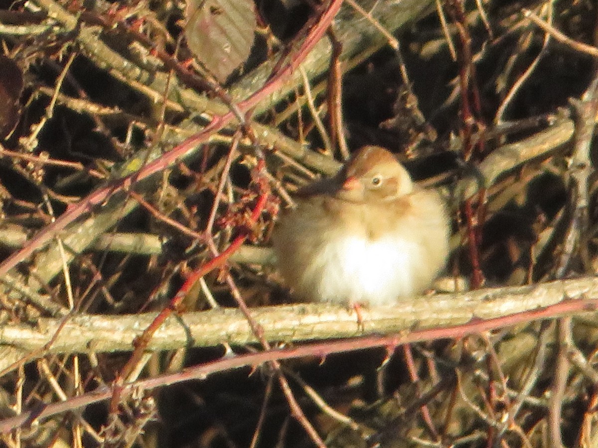 Field Sparrow - ML647384086