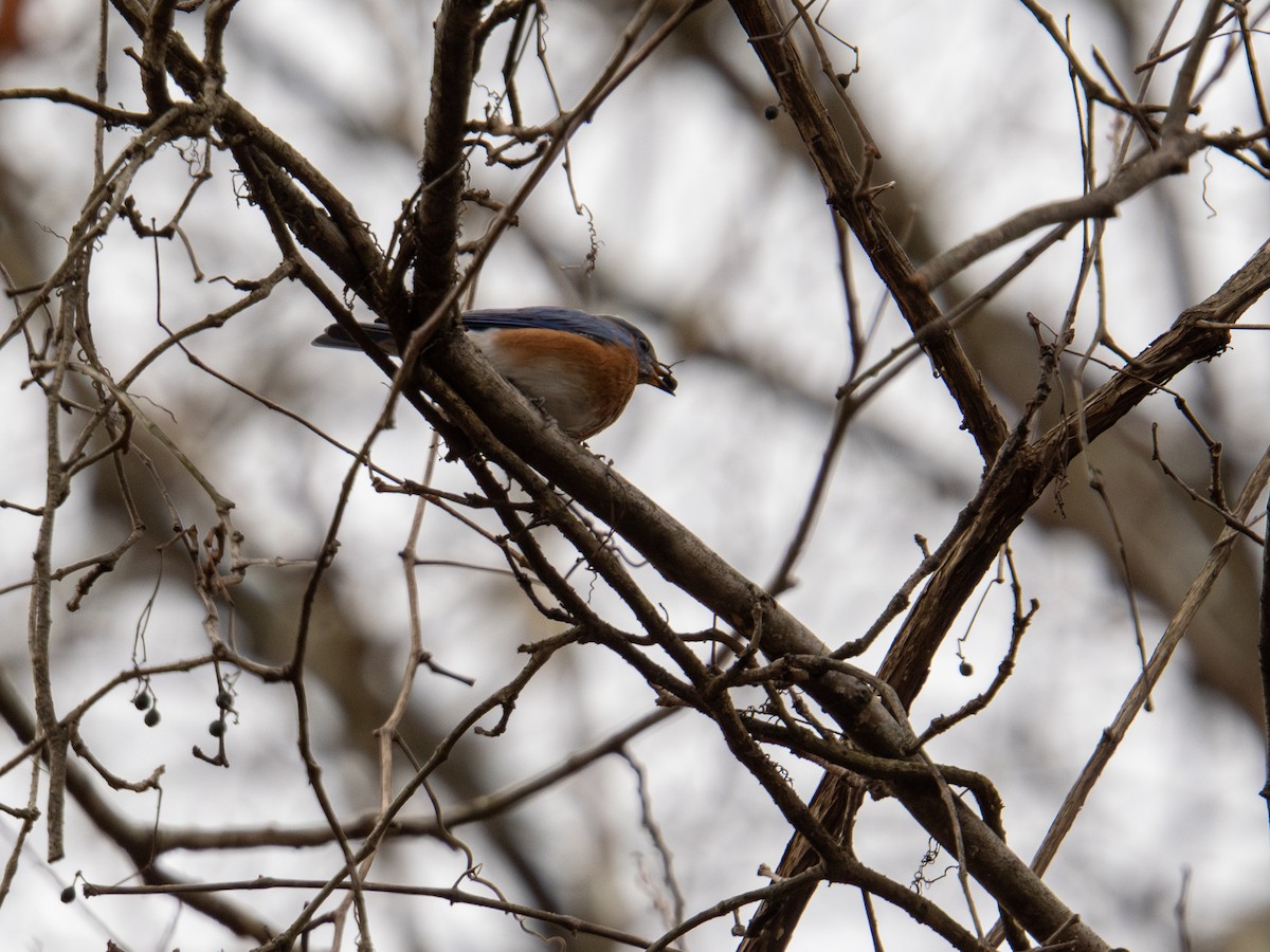 Eastern Bluebird - ML647384087