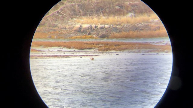 Грицик чорнохвостий - ML647384092