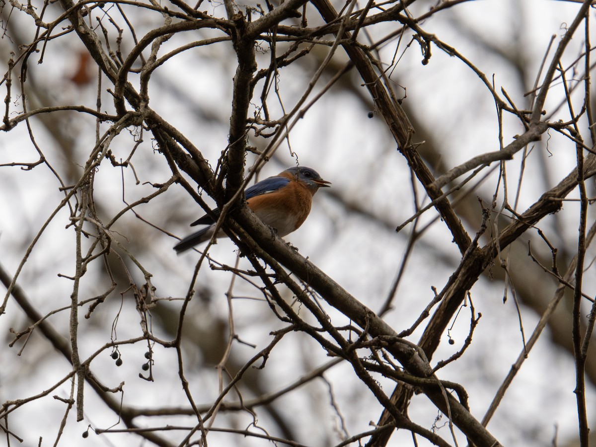 Eastern Bluebird - ML647384096