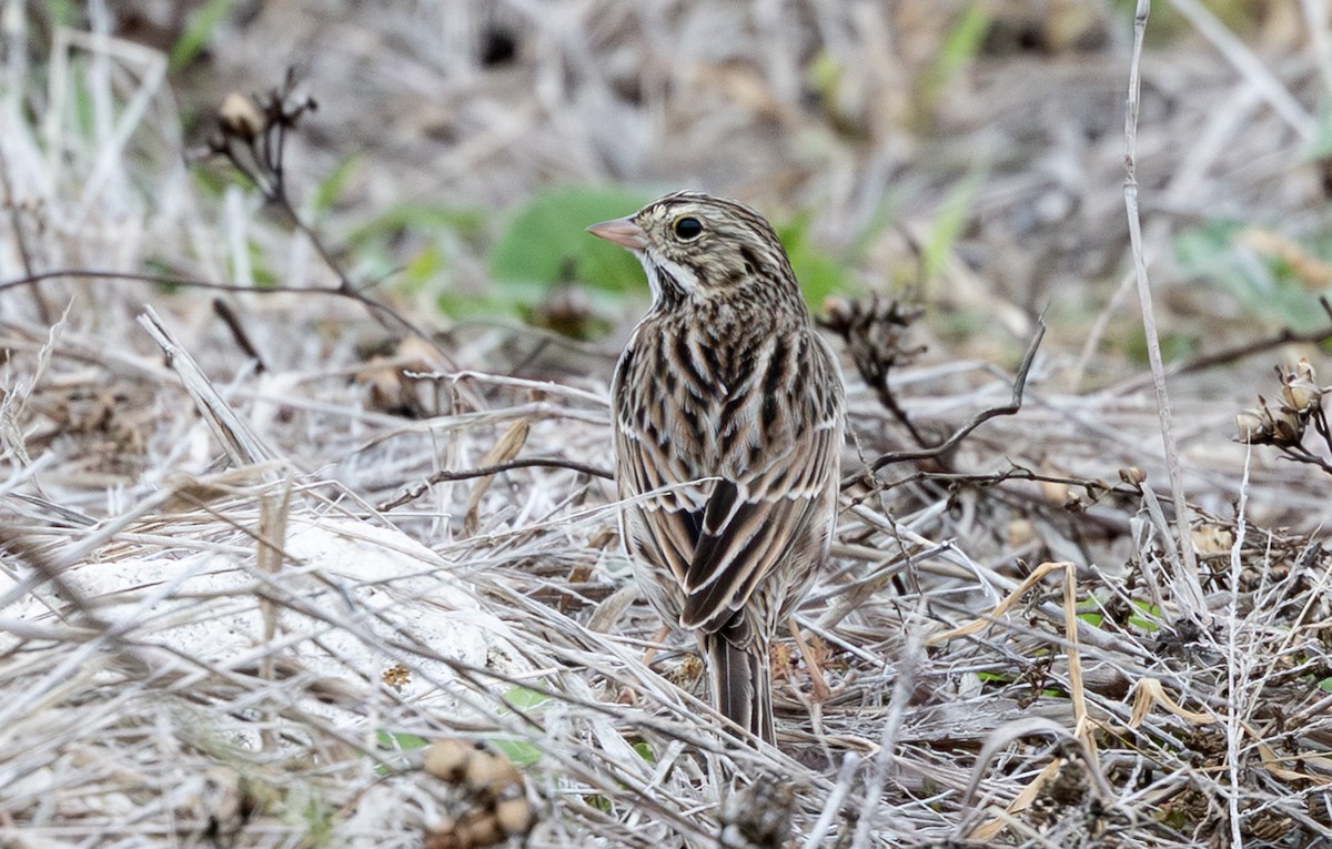 Chingolo Sabanero - ML647384105