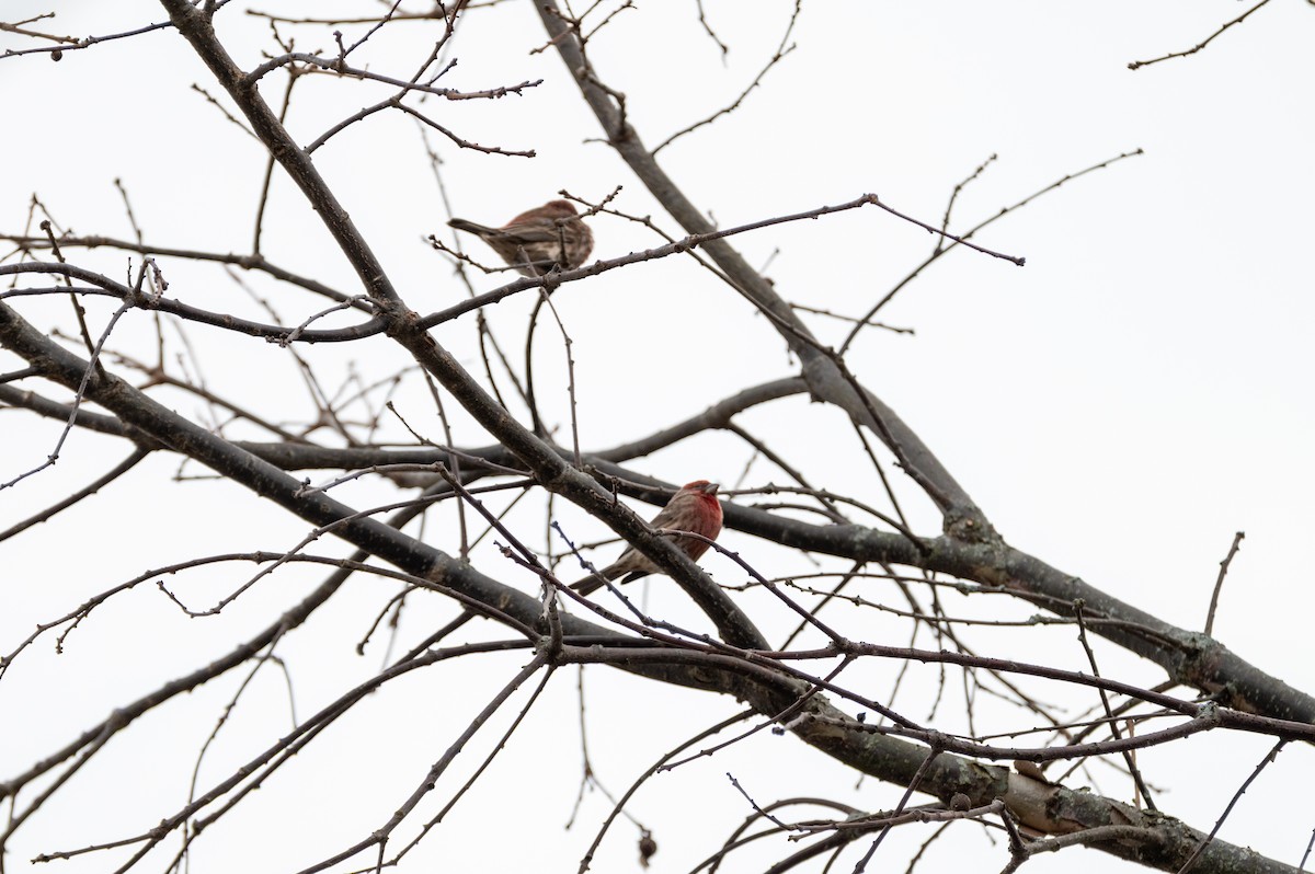 House Finch - ML647384106