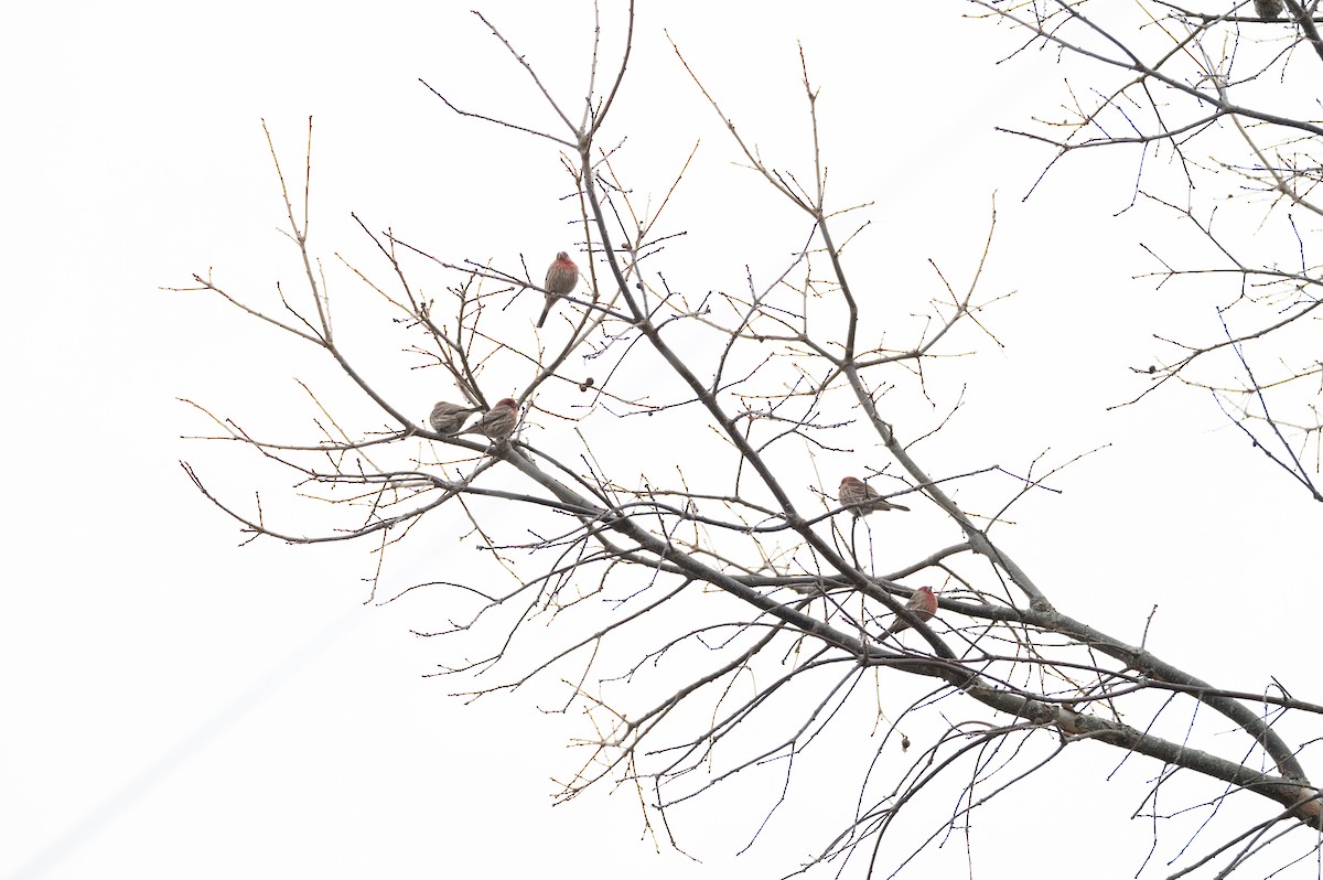 House Finch - ML647384107