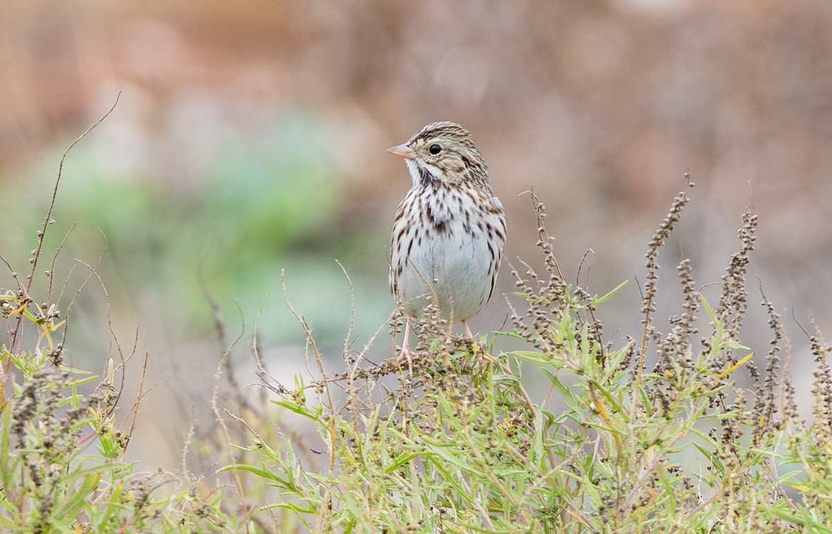 Chingolo Sabanero - ML647384111