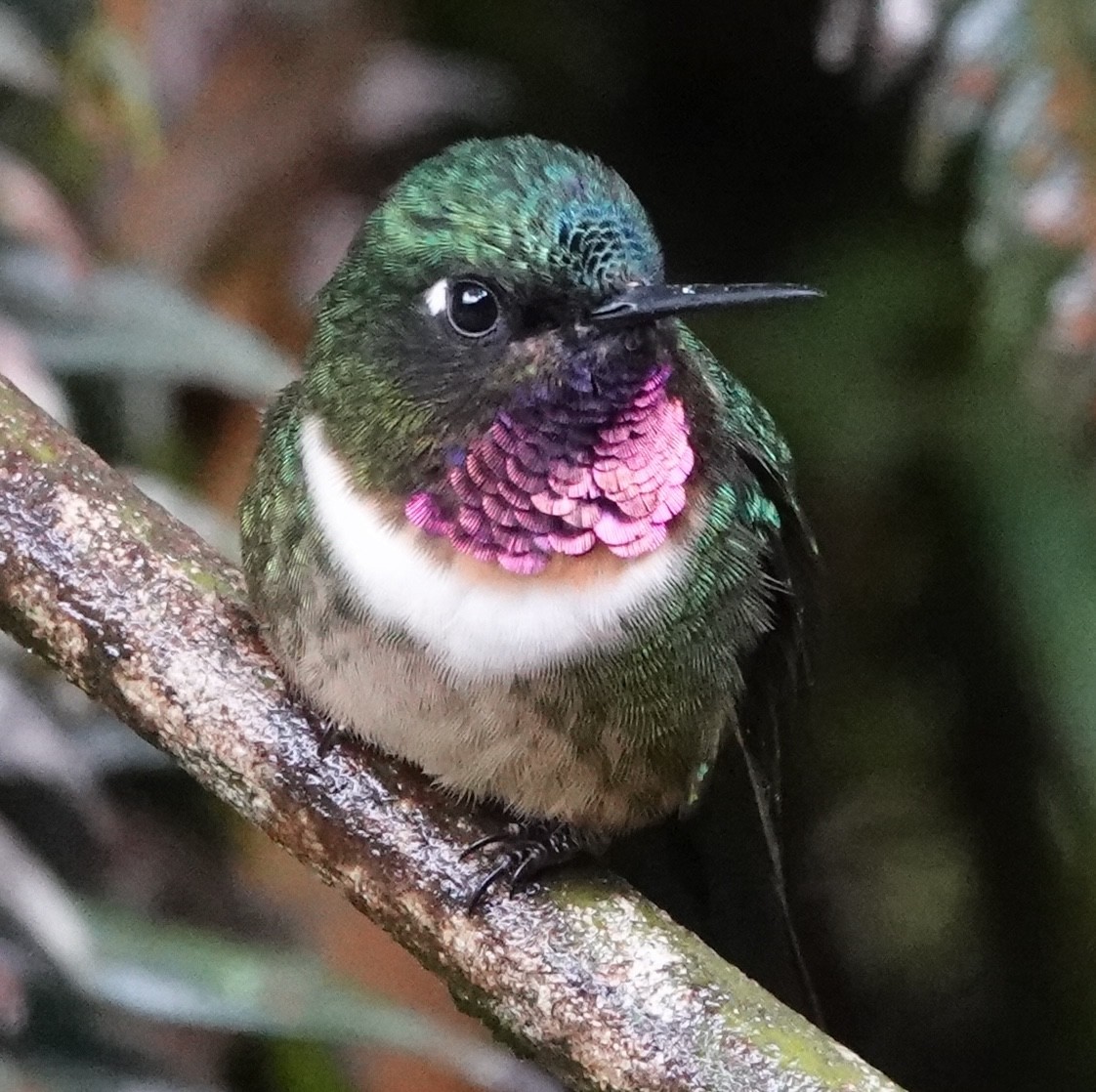 Amethyst-throated Sunangel - ML647384114