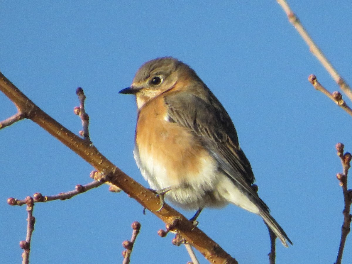 Eastern Bluebird - ML647384118