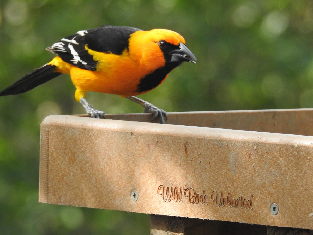 Altamira Oriole - ML647384121